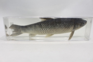 Especímen Anatómico de Carpa Césped Preservada para la Enseñanza de Zoología - Product Image 1