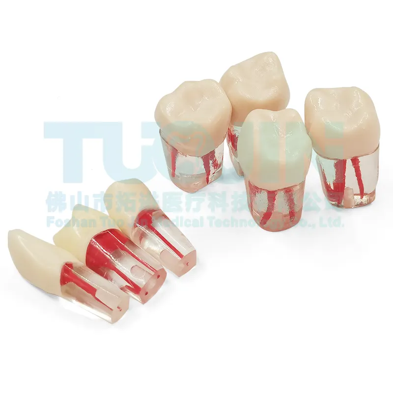 Стоматологический эндододонтический тренировочный эндонтический корневой канал зубы медицинские симуляторы для обучения другая стоматология оборудование инструменты