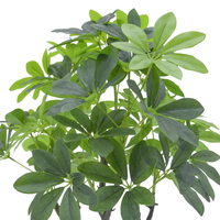OH ARTS Vente d'usine : Plantes artificielles de jardin, Arbre Schefflera, Palmier, Grand modèle de table pour la décoration d'hôtels et de maisons