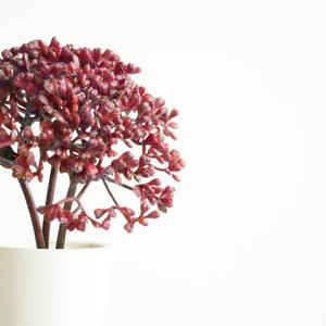 Conservato italiano Ruscus Fucus foglie ghiacciate moka disegno floreale decorazione fai da te fiori secchi decorazione di nozze italiano Ruscus - Product Image 1