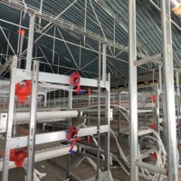 Système de cages à poulets de type H galvanisé à chaud pour l'élevage intensif de poulets et la production avicole