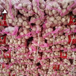 <span class=keywords><strong>Ajo</strong></span> Fresco 2025 Nuevo Precio <span class=keywords><strong>Ajo</strong></span> <span class=keywords><strong>Elefante</strong></span> Exportación a BRASIL EUROPA EGIPCIO ÁFRICA - Product Image 6