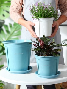 Vente en gros de pots à plantes succulentes de 8 pouces, pots à fleurs en céramique avec plateau pour la décoration de la maison, du bureau et comme cadeau - Product Image 3