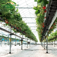 Système d'irrigation de tunnel agricole / Système de culture hydroponique hors sol pour fraises/tomates, kit de serre multi-spans en film