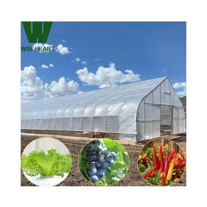 Serre moderne multi-travée en acier léger pour la culture de tomates et de laitues Serre agricole gothique directe en usine - Product Image 2