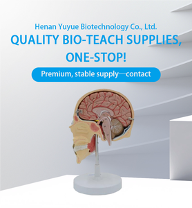 Modello di insegnamento medico masticatorio del muscolo del modello (5 pezzi) per istruzione dentistica & di anatomia - Product Image 5