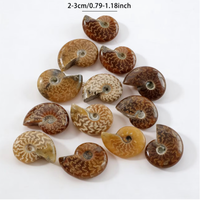 Ammonite entière polie naturelle agatisée, spécimen d'Ammonite de Madagascar, pierre minérale de guérison pour collection et décoration intérieure