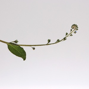 No olvides la hierba, <span class=keywords><strong>flores</strong></span> secas <span class=keywords><strong>silvestres</strong></span>, marco decorativo de heno, lámpara de escritorio, espécimen de planta en relieve - Product Image 3