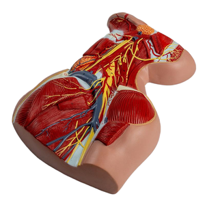 首の深い筋肉 & 神経血管の解剖学モデル-医療教育援助 - Product Image 5