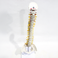 Modèle anatomique pour écoles de médecine : Vertèbre occipitale, bassin, tête fémorale, nerf spinal – PVC écologique certifié CE VicScience