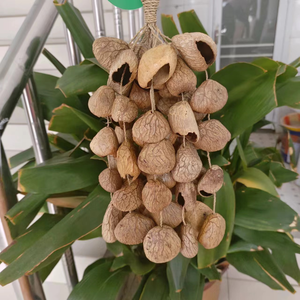 Agitador de mano, agitador de cáscara de semilla Pangi/<span class=keywords><strong>percusión</strong></span> de cáscara de nuez, sonajero tradicional auténtico (natural) - Product Image 4