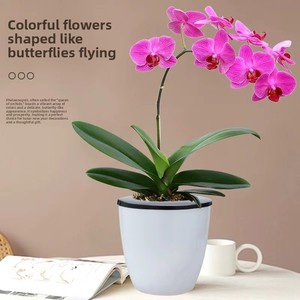 Pousses d'orchidées <span class=keywords><strong>Phalaenopsis</strong></span> et <span class=keywords><strong>Dendrobium</strong></span> en pot – Fleurs vertes purifiantes pour salons et intérieurs – Entretien facile - Product Image 2