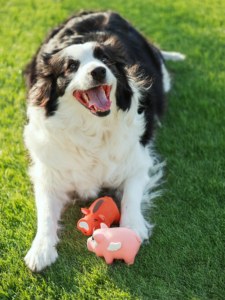 Jouet en peluche en latex pour <span class=keywords><strong>chien</strong></span>, cochon bouclé, activé par la pression, couineur, résistant aux morsures, pour le nettoyage des dents et la dentition, utilisation quotidienne intérieure et extérieure - Product Image 2