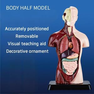 Modèle de <span class=keywords><strong>squelette</strong></span> d'organes humains pour l'éducation de la petite enfance, ensemble de sciences et d'éducation, élèves du primaire, bricolage, éducatif pour enfants - Product Image 2