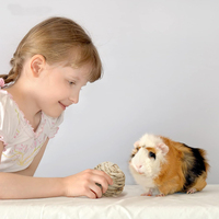 Boule de jeu d'herbe tissée, petit Animal, nouveauté