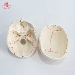 Model bantuan pengajaran biologi tengkorak manusia FRT020 Model tengkorak anatomi dalam kualitas tinggi Model tulang dewasa latihan medis - Product Image 4