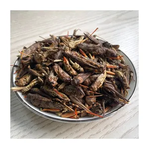 中国供应商有机虫虫食品高蛋白食用昆虫干蚱蜢