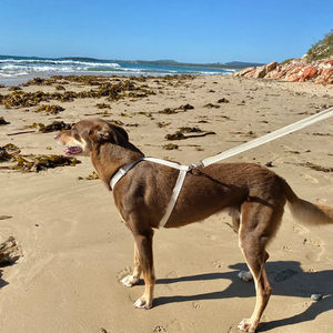 Vente en gros Harnais et laisse pour chien de compagnie réglable avec boucle en métal, confortable, pour l'entraînement en plein air des chiens - Product Image 6