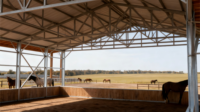 Abri pour chevaux Atelier préfabriqué Bâtiment Structures en acier Cadre en acier Grange équestre Parc équestre Couvert Cheval Moderne Extérieur