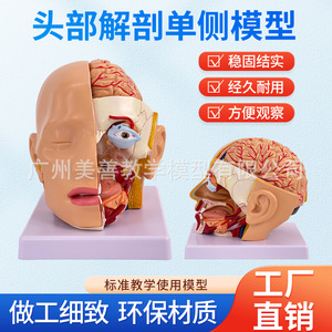 Modelo de simulación didáctica de la anatomía de la cabeza humana con arterias cerebrales; sección central de la cabeza; cerebro desmontable en 4 partes - Product Image 5