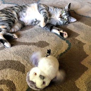 Giocattolo per Gatti UniLink QW006 in Peluche con Ali Vibranti e Suoni Simulati, Giocattolo Elettrico Intelligente a Induzione Tattile per Gatti - Product Image 6