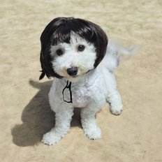 Accessorio per abbigliamento per animali domestici con erba singola - Product Image 1