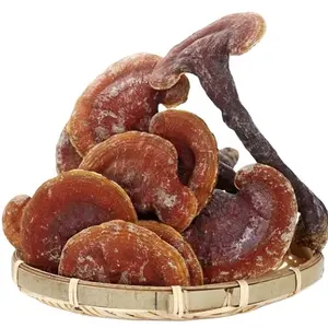 Wild Ganoderma lucidum de la montaña Changbai en China, un alimento saludable para nutrir el Qi, calmar los nervios y retrasar el envejecimiento