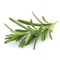 En stock Feuilles de romarin séchées de qualité supérieure Épices Herbes Romarin déshydraté d'approvisionnement d'usine