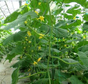 Nhà Máy Nhựa Hỗ Trợ <span class=keywords><strong>Net</strong></span>/Dưa Chuột & Bean & Pea Leo Lưới - Product Image 1