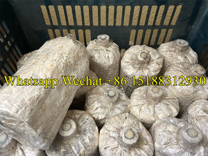 Prix attractifs <span class=keywords><strong>autoclave</strong></span> pour champignon sac de fruits boîte de stérilisation de substrat de champignon comestible - Product Image 4