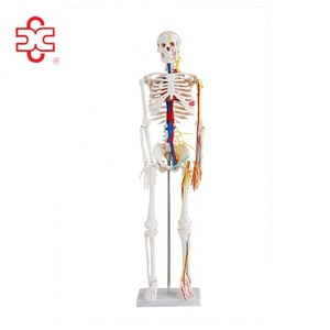 85CM Human Anatomy <strong>Skeleton</strong> with Nerves and Blood Vessels - Product Image 1