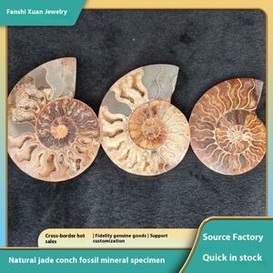 Européenne Américaine Chine <span class=keywords><strong>de</strong></span> l'Est <span class=keywords><strong>Mer</strong></span> Petites Tranches Couper La Moitié Pierre Brute Cristal Naturel Mini Conque <span class=keywords><strong>Fossile</strong></span> <span class=keywords><strong>Escargot</strong></span> Coloré - Product Image 2