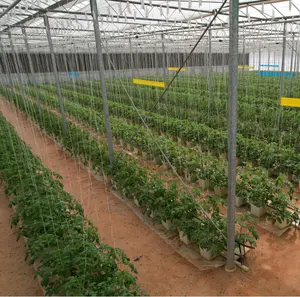 Sistema di secchi olandesi idroponici per serra commerciale agricola per la coltivazione di pomodori