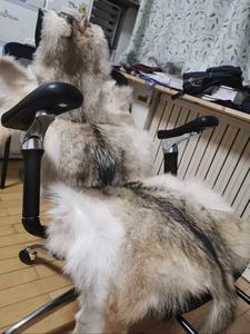 Venta Directa de Fábrica Pieles de Coyote de Alta Calidad Pieles Completas de Coyote - Product Image 5