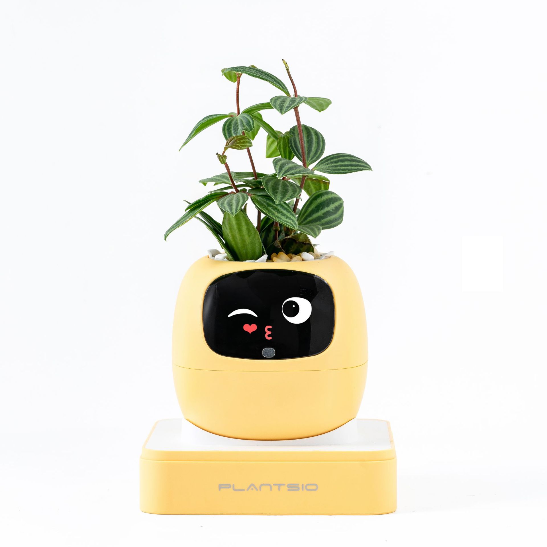 Pot de fleurs électronique Lvy de deuxième génération jaune-anglais
