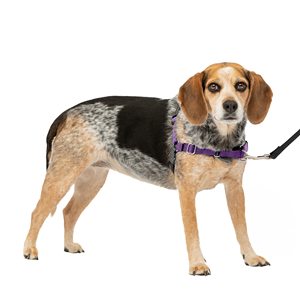 Pour <span class=keywords><strong>PetSafe</strong></span> pour <span class=keywords><strong>harnais</strong></span> pour chien Easy Walk <span class=keywords><strong>Harnais</strong></span> en nylon personnalisé pour chiens moyens à grands Réglable pour un contrôle facile sans <span class=keywords><strong>traction</strong></span> Fe - Product Image 5