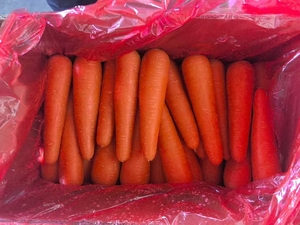 Rau quả tươi xuất khẩu Hữu Cơ màu đỏ vàng cà rốt hạt giống giá cho bán buôn tươi Cà rốt - Product Image 5