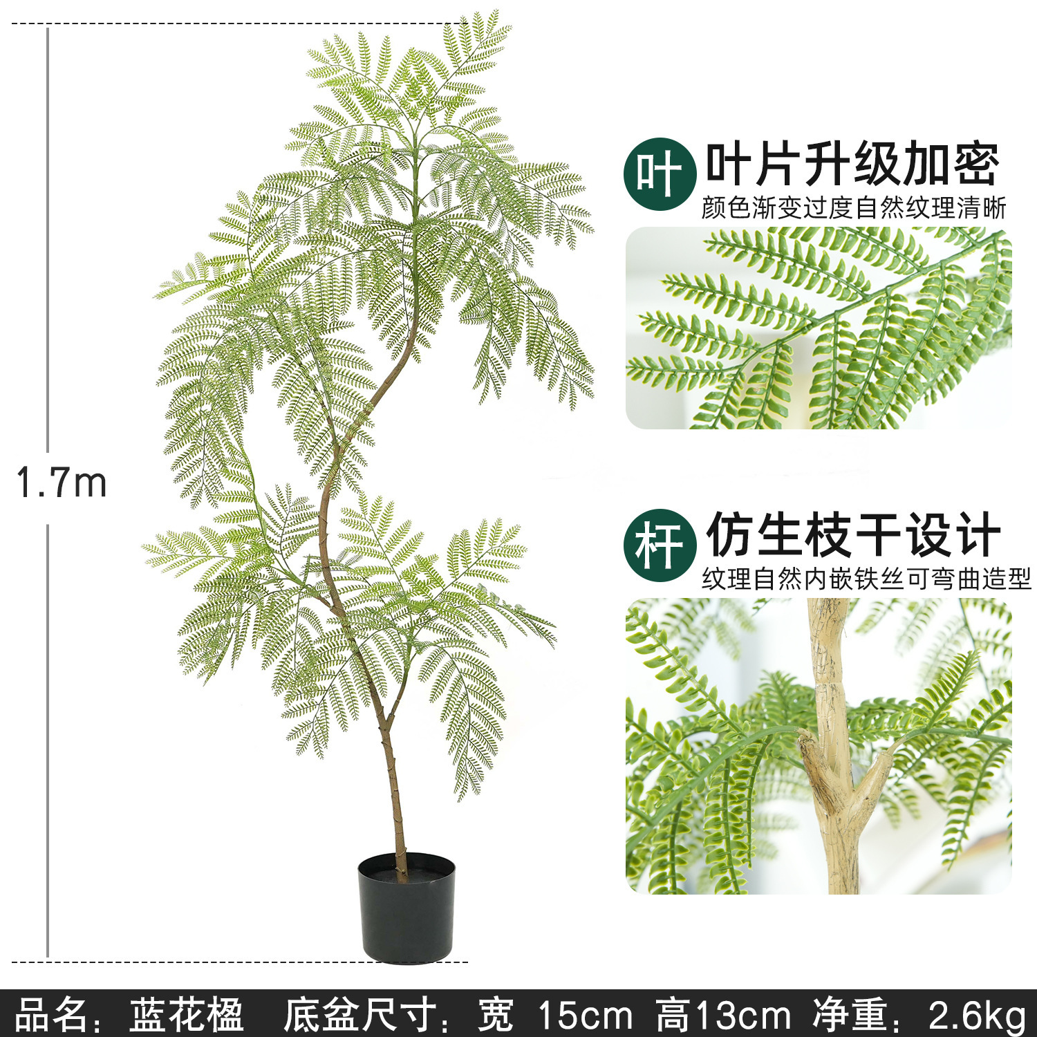 jacaranda 170 cm