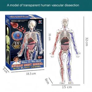 Modelo de Órganos Humanos Educativo para Niños XR, Juguete de Ciencia y Tecnología, Ensamblaje DIY, Cognición Temprana, STEAM, Juguete Médico Interno - Product Image 3