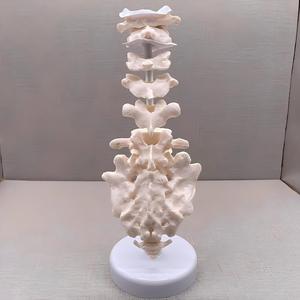 Modèle pédagogique morphologique des vertèbres régionales avec base - Outil éducatif pour les vertèbres <span class=keywords><strong>cervicales</strong></span>, thoraciques, lombaires, sacrales et coccygiennes - Product Image 2