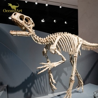 Réplique fossile de dinosaure réel d'art océanique et os de squelette de dinosaure