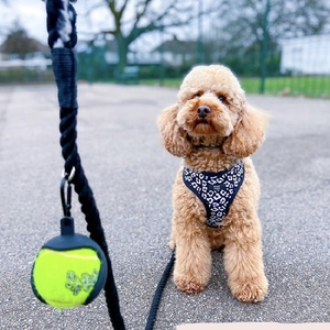 Support de balle de tennis pour chien mains libres en silicone avec logo personnalisé pour lancer la balle – Fournisseur de jouets pour animaux de compagnie - Product Image 6