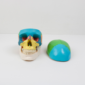 Modelo anatómico <span class=keywords><strong>de</strong></span> 3 partes <span class=keywords><strong>de</strong></span> tamaño real con tabla <span class=keywords><strong>de</strong></span> calavera humana colorida para estudiantes <span class=keywords><strong>de</strong></span> medicina Curso <span class=keywords><strong>de</strong></span> estudio <span class=keywords><strong>de</strong></span> Anatomía Humana - Product Image 3