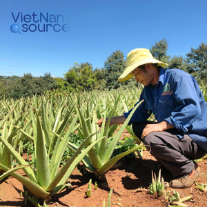 Hojas de aloe vera frescas de alta calidad-100% orgánico grueso y jugoso para bebidas para el cuidado de la piel y beneficios de Aloe Vera Puro de VNS - Product Image 6