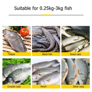 Máquina para Matar Peces Croaker/Sardina de Vientre Abierto, Pequeña, Amarilla, 20 Piezas/min, <span class=keywords><strong>Precio</strong></span> de Fábrica, Nueva - Product Image 5