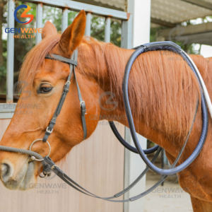 Máquina de terapia de caballos Máquina de animales Máquina de terapia magnética Pemf Loop Pemf Gauss Soporte para condiciones crónicas - Product Image 5