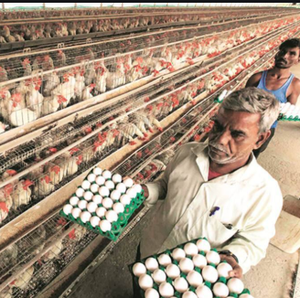 โรงเลี้ยงไก่ - Product Image 4