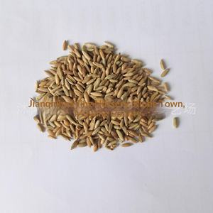 Huile de fourrage d'herbe à poils longs sauvage importée, résistante au froid, vivace, à haut rendement pour l'élevage de bovins, de moutons, de poulets et d'oies - Product Image 6