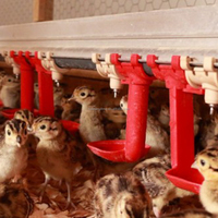 Tétine d'abreuvement pour volailles, poulets de chair, canards, cailles, système d'abreuvement pour élevages