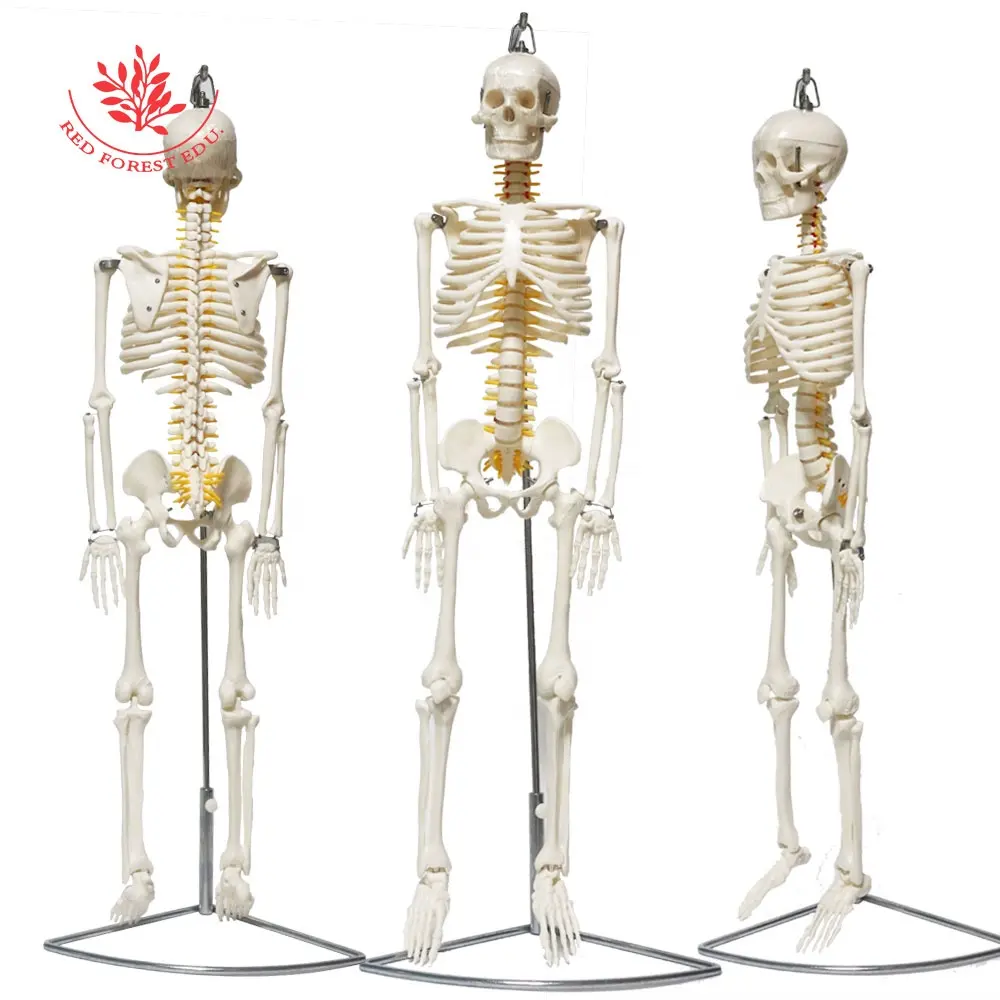 Modèle de squelette suspendu éducation à la science médicale 85CM Version racine nerveuse Type de suspension modèle de squelette humain réaliste